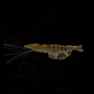magic killer apache 9,5cm 3unid