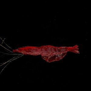 magic killer sangue 9,5cm, 3unid