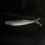 manjuba 11cm