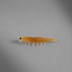 tricolor 9,5 cm