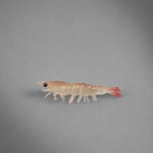 nativo 9,5 cm 5unid